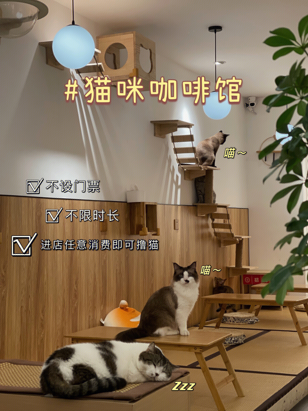 猫语咖啡馆：虚拟猫咪游戏