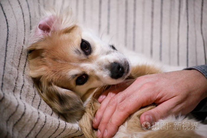 天津比熊犬多少钱一只_天津比熊_天津比熊犬在哪买