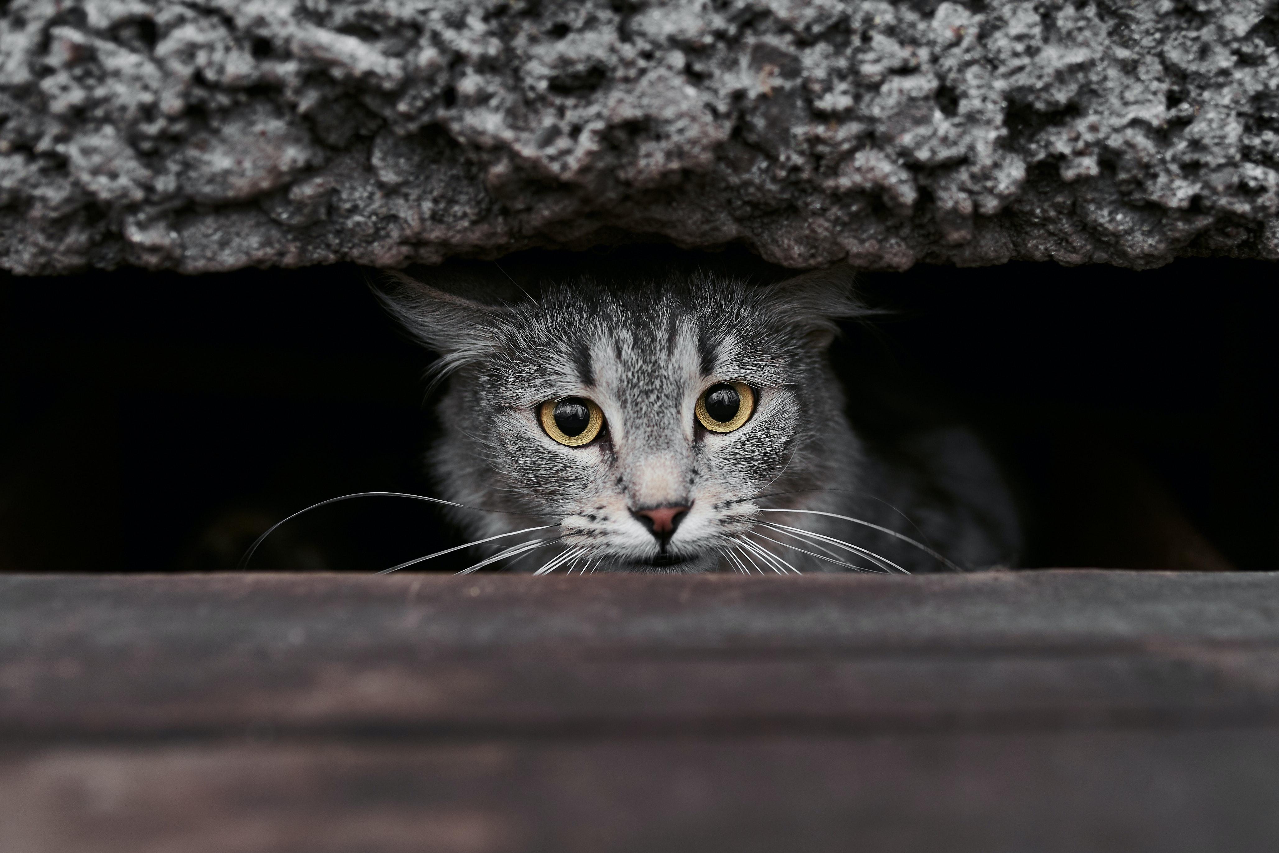 cf躲猫猫_躲猫猫CF_躲猫猫cf手游