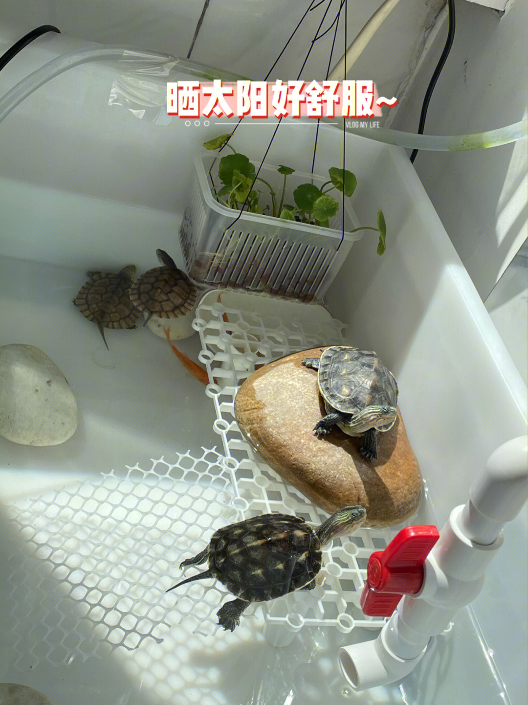 抽乌龟的游戏_抽乌龟游戏_抽乌龟游戏app