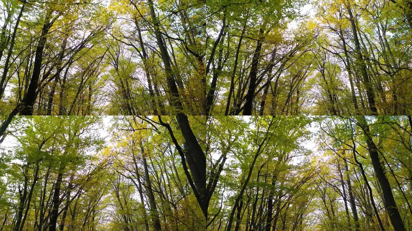 森林舞会游戏机_百乐森林舞会_森林舞会