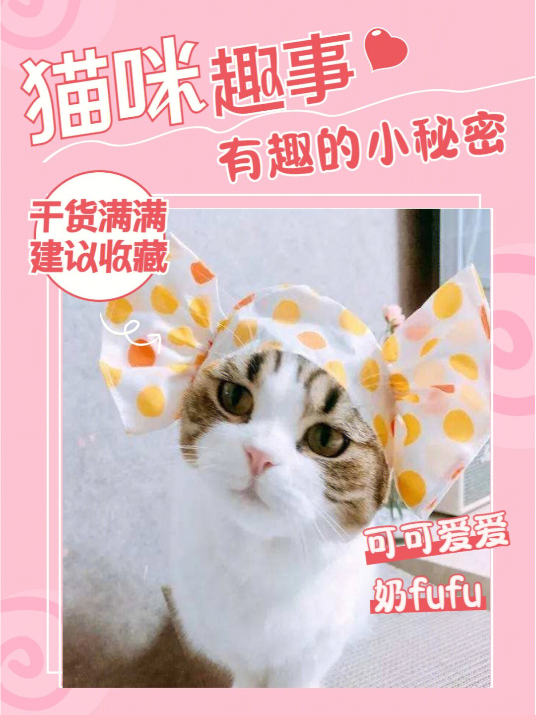 小猫养多久才能养熟_养小猫_小猫养公的还是母的好