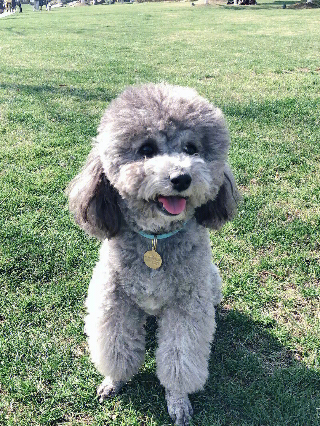 贵宾犬多少钱一只_狗贵宾犬_贵宾犬费钱吗