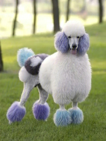 狗贵宾犬_贵宾犬费钱吗_贵宾犬多少钱一只