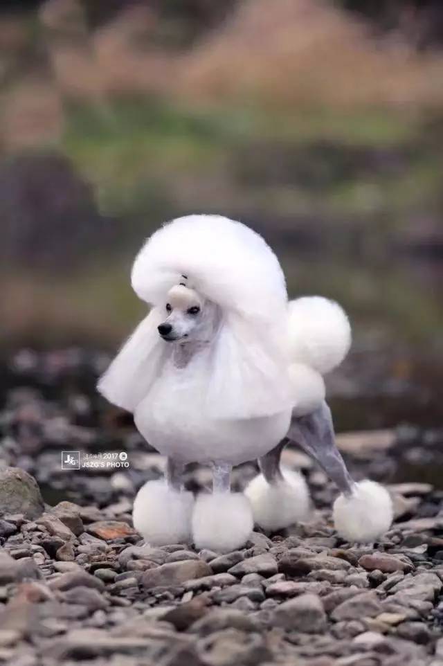 贵宾犬费钱吗_狗贵宾犬_贵宾犬多少钱一只