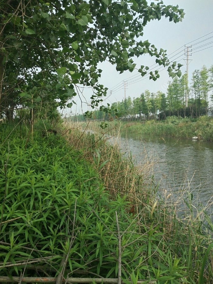 鲫鱼钓法技巧野钓视频_钓鱼视频鲫鱼_野钓鲫鱼视频大全高清