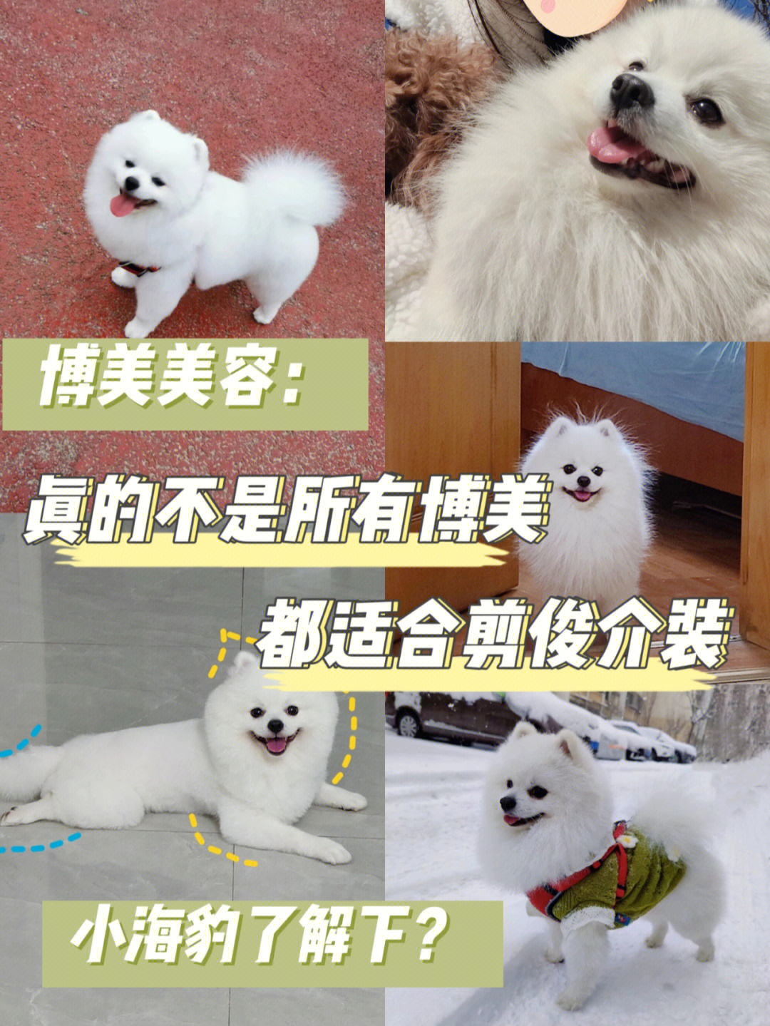 博美狐狸犬图片_博美俊介犬价格_迷你博美犬多少钱一只