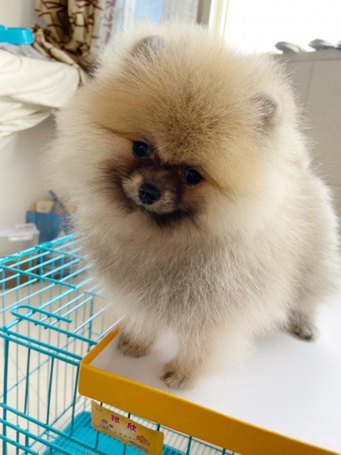 博美俊介犬价格_迷你博美犬多少钱一只_博美狐狸犬图片
