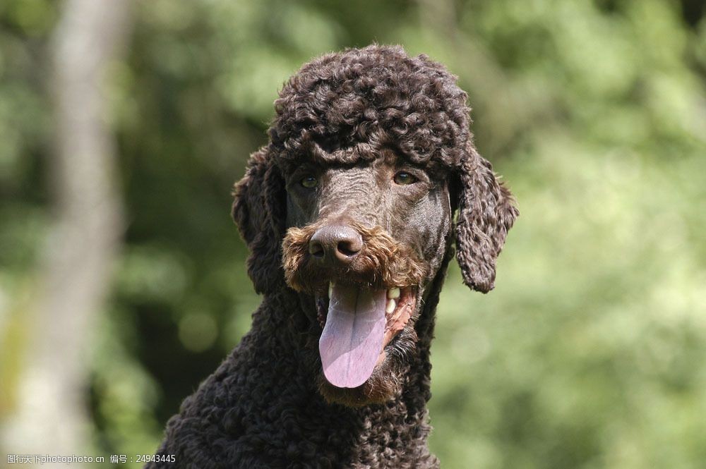 贵宾犬爱舔嘴巴吗_狗狗舔狗狗的嘴_狗舔嘴会传染狂犬病吗