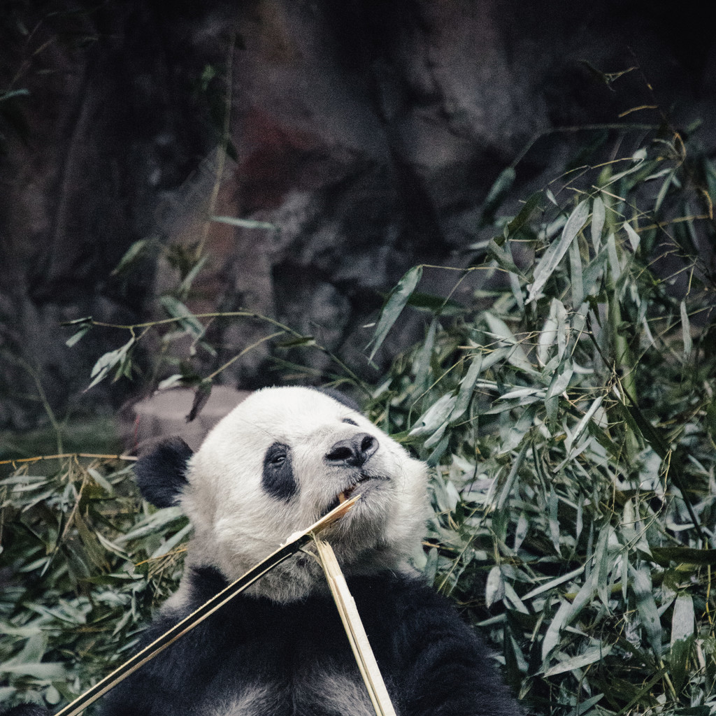 可爱的大熊猫_熊猫可爱大赛_大熊猫可爱呆萌
