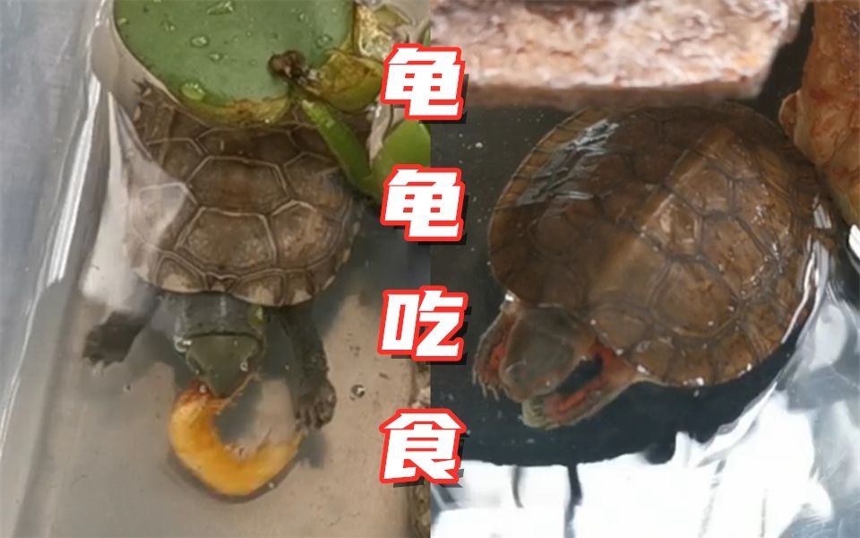乌龟养吃什么_乌龟吃什么怎么养_喂养乌龟吃什么