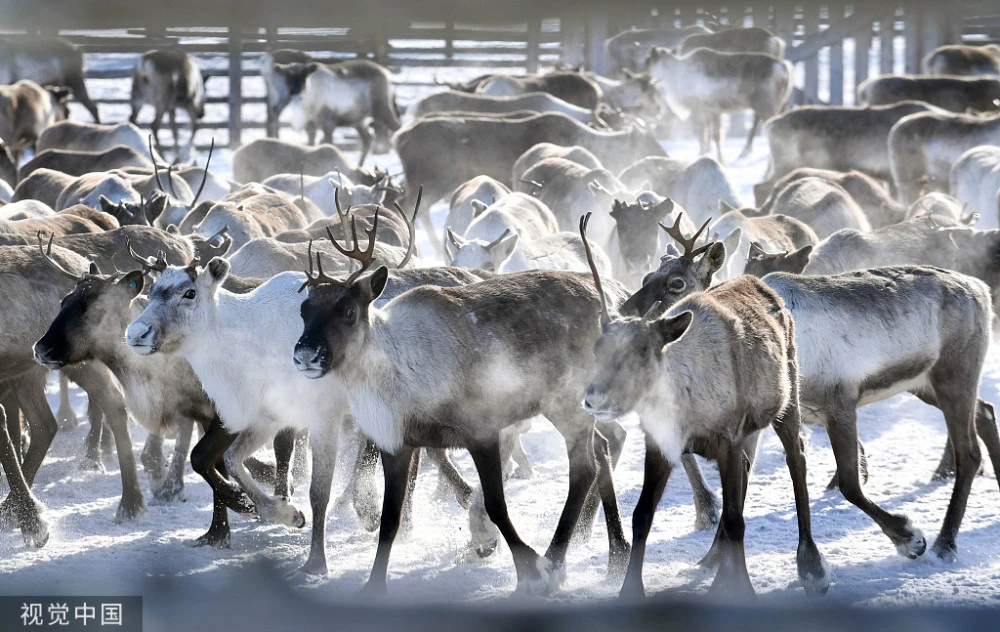 一个人滑雪追鹿的游戏_驯鹿滑雪游戏_小鹿滑雪游戏