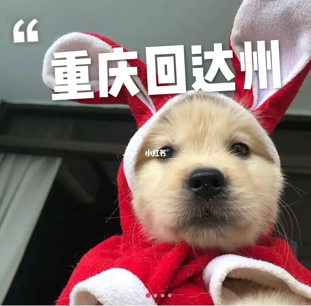 重庆狗狗训练基地_重庆狗狗_狗狗重庆人重庆人生的游戏