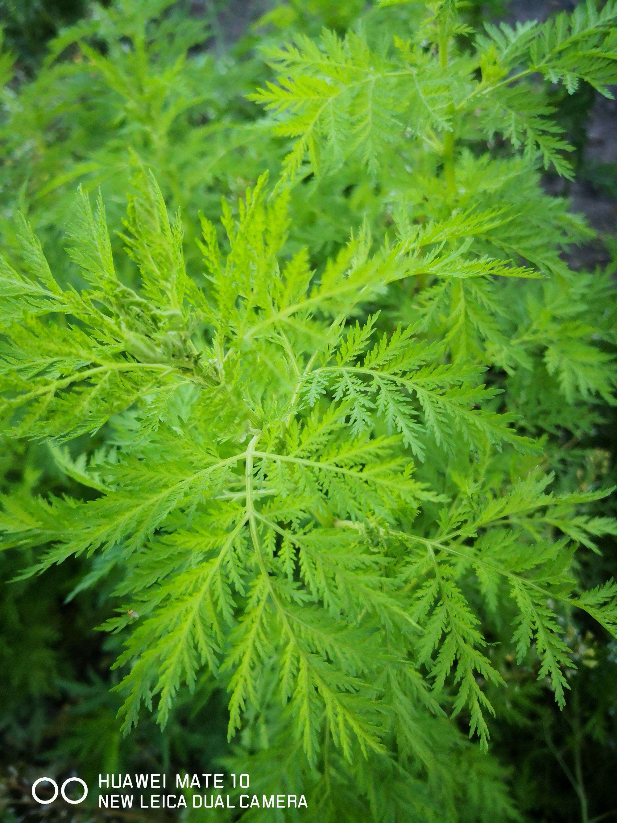 草蒿子_草蒿图片_蒿草