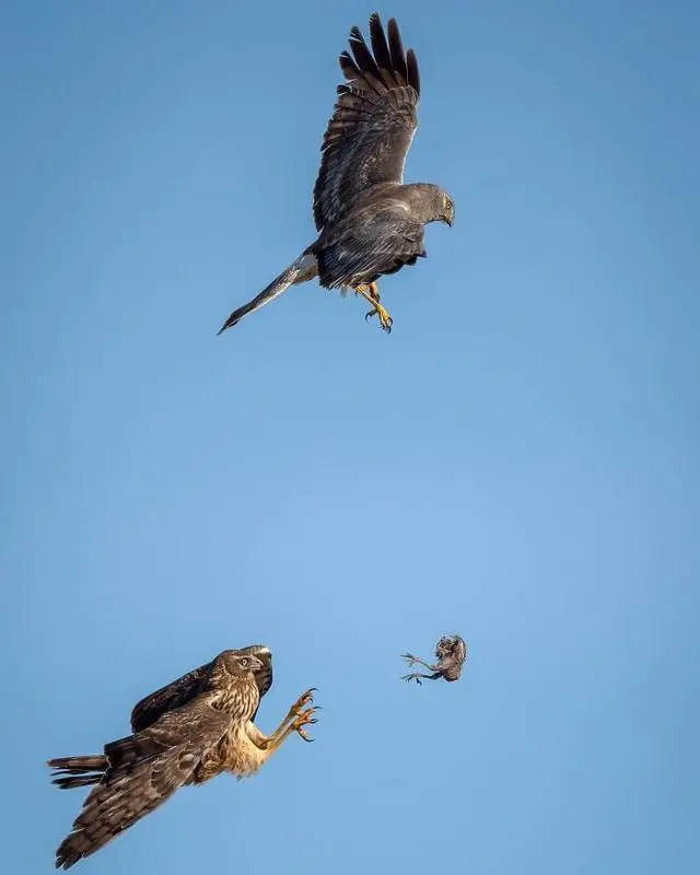 鹰击长空，惊艳瞬间！