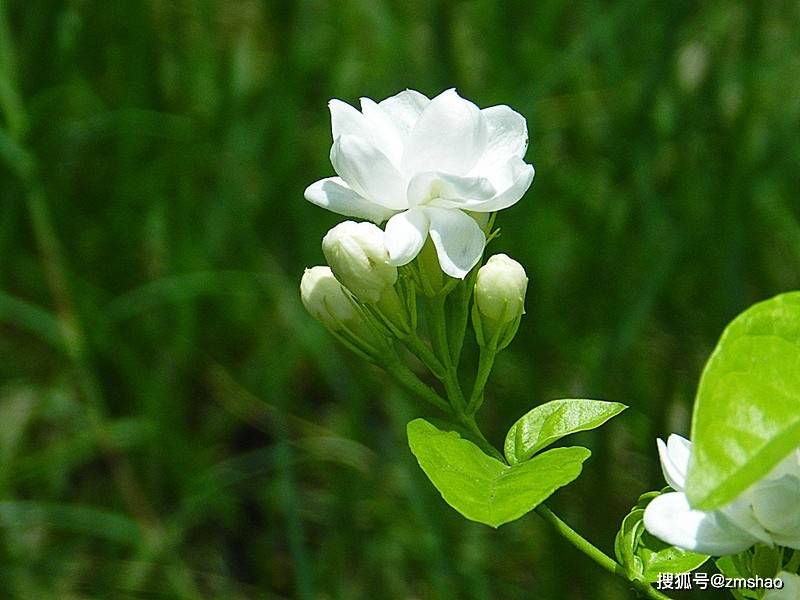 音乐谱茉莉花_茉莉花乐谱唱法视频_茉莉花乐谱