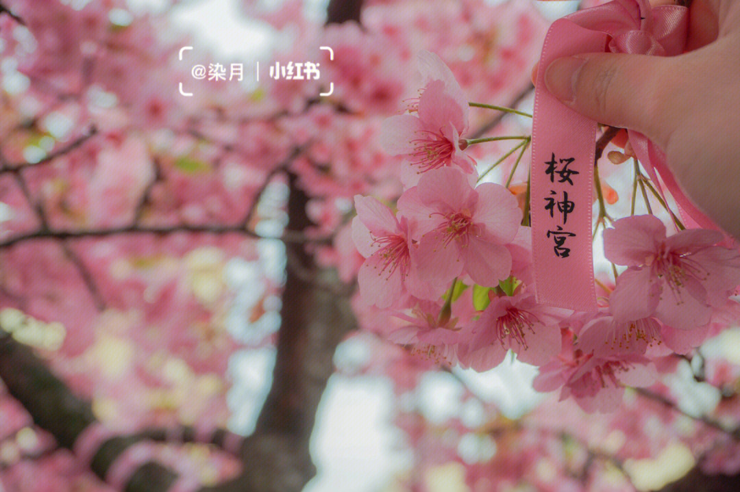 赏樱神社，绽放日本之旅