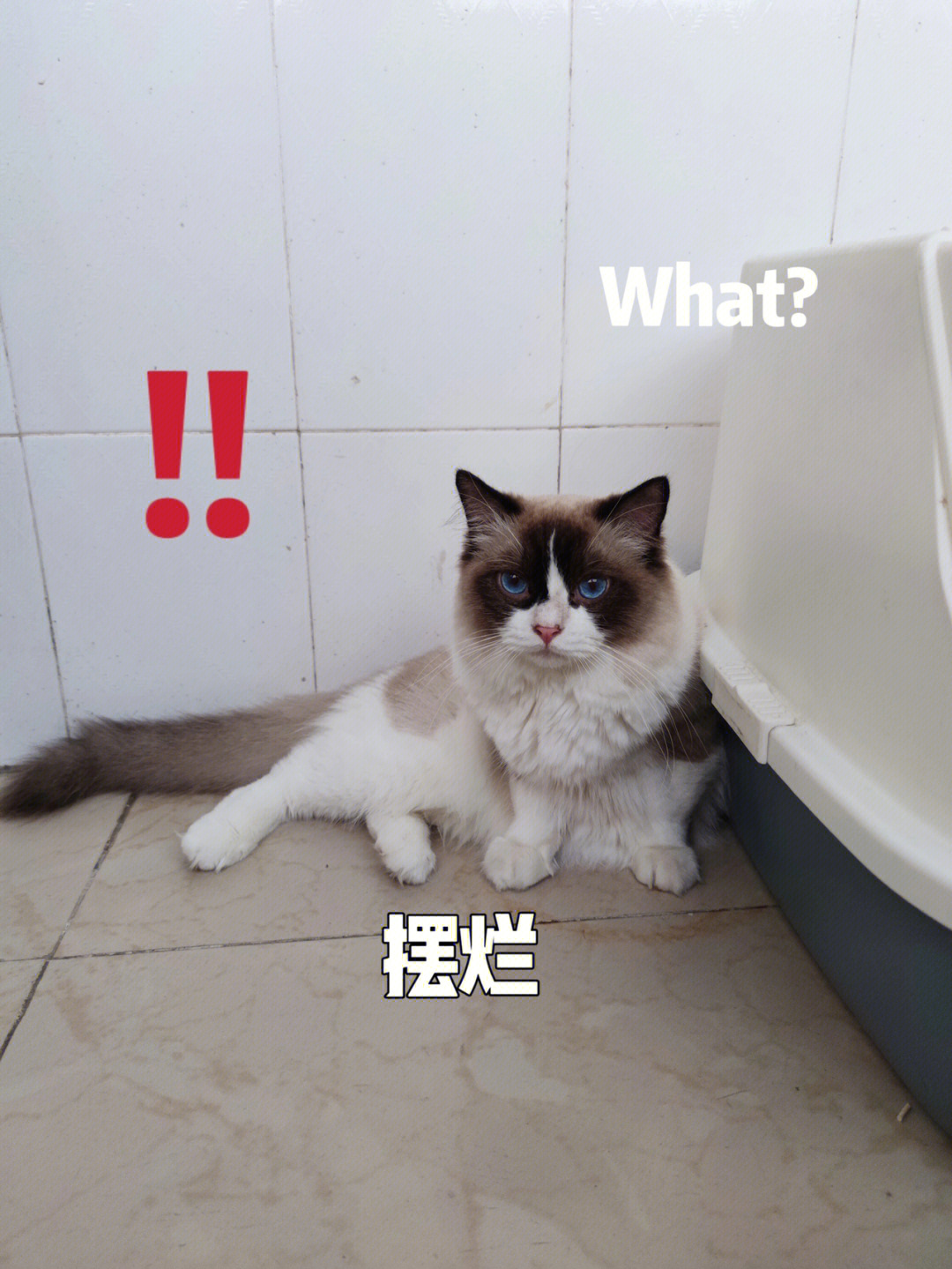 坏坏猫：超越搜索引擎