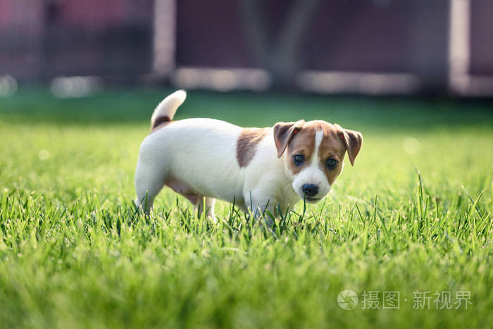 灵犬雪莉电影_惠比特犬和灵提犬那个好_青琼灵犬