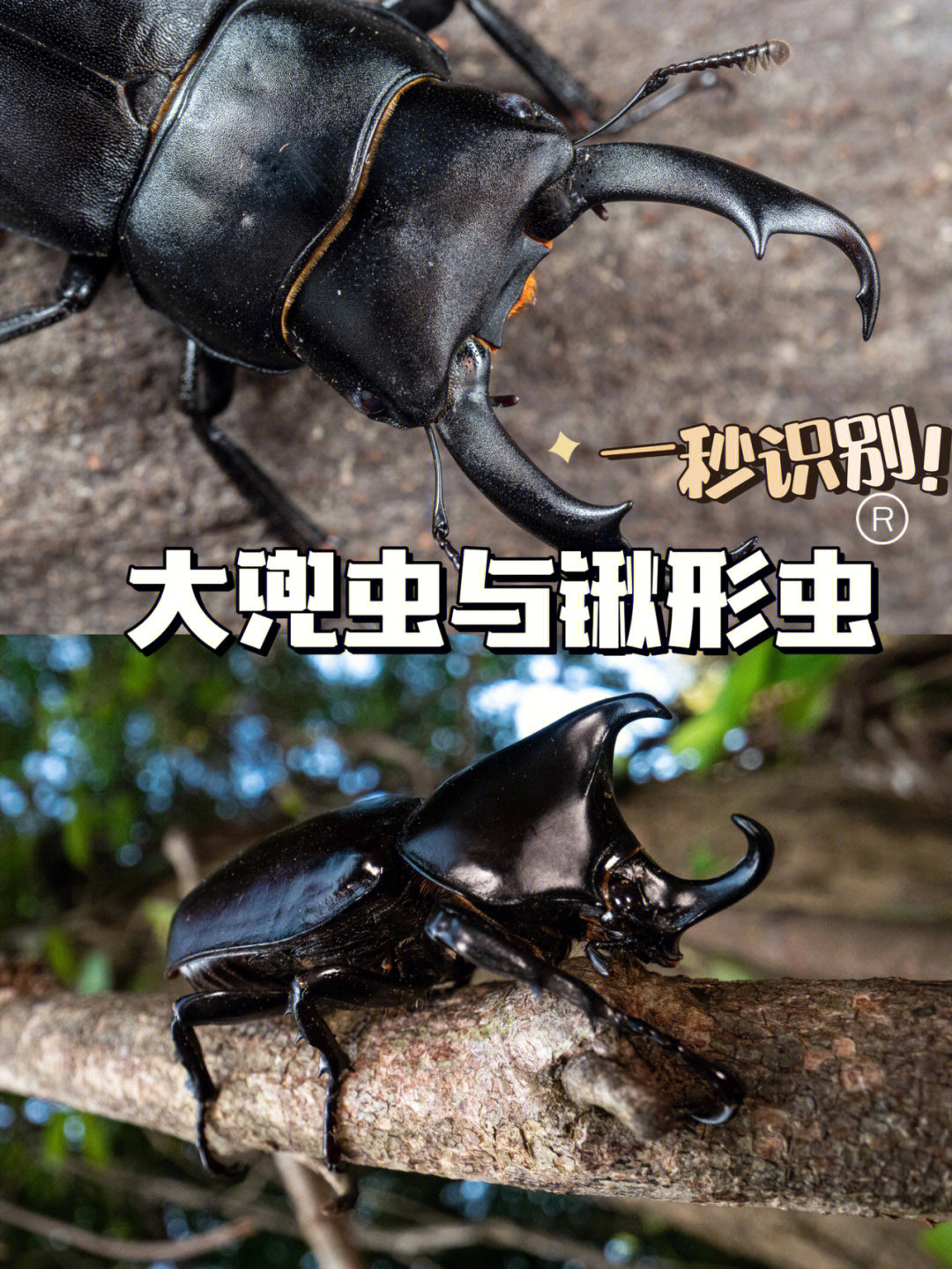 幽谷探险：鬼兜虫揭秘之旅