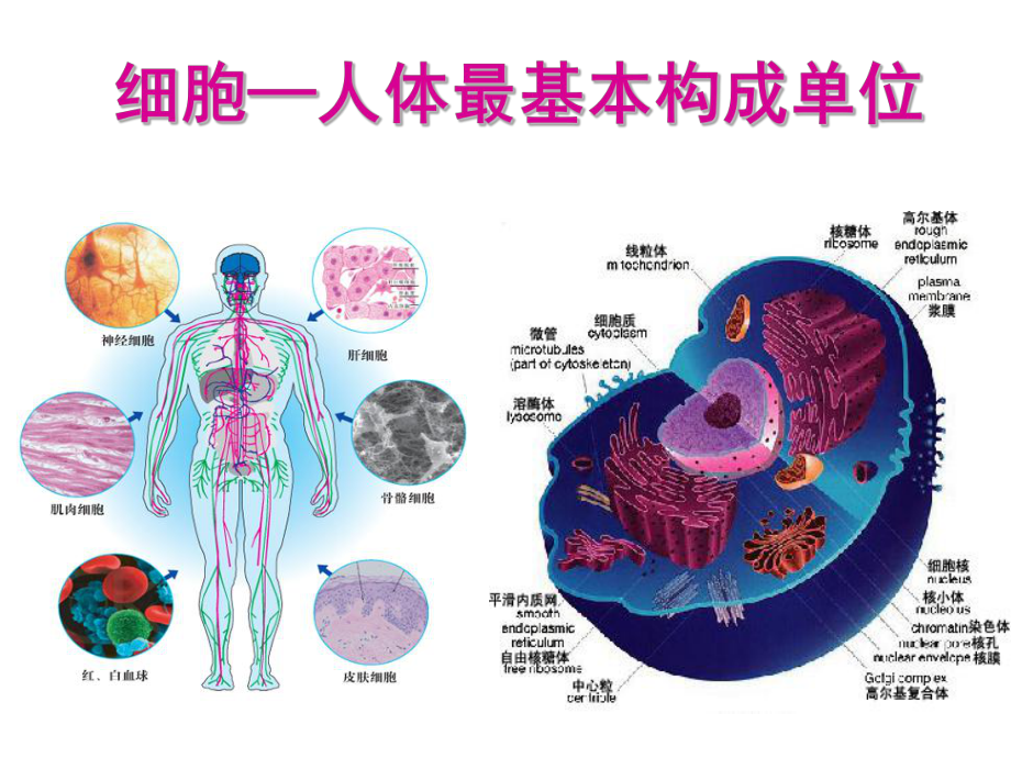 重生细胞免费版完整版中文下载_一品郡王妃完免费txt下载_秘密潜入2完整版补丁