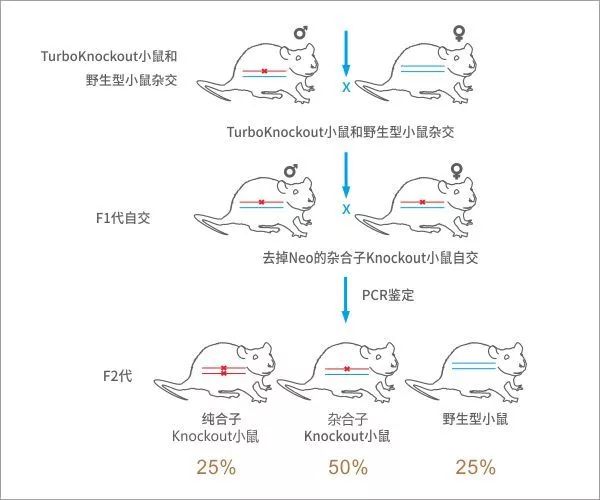 半兽人怎么生出来的_半兽人的_半兽人怎么繁殖