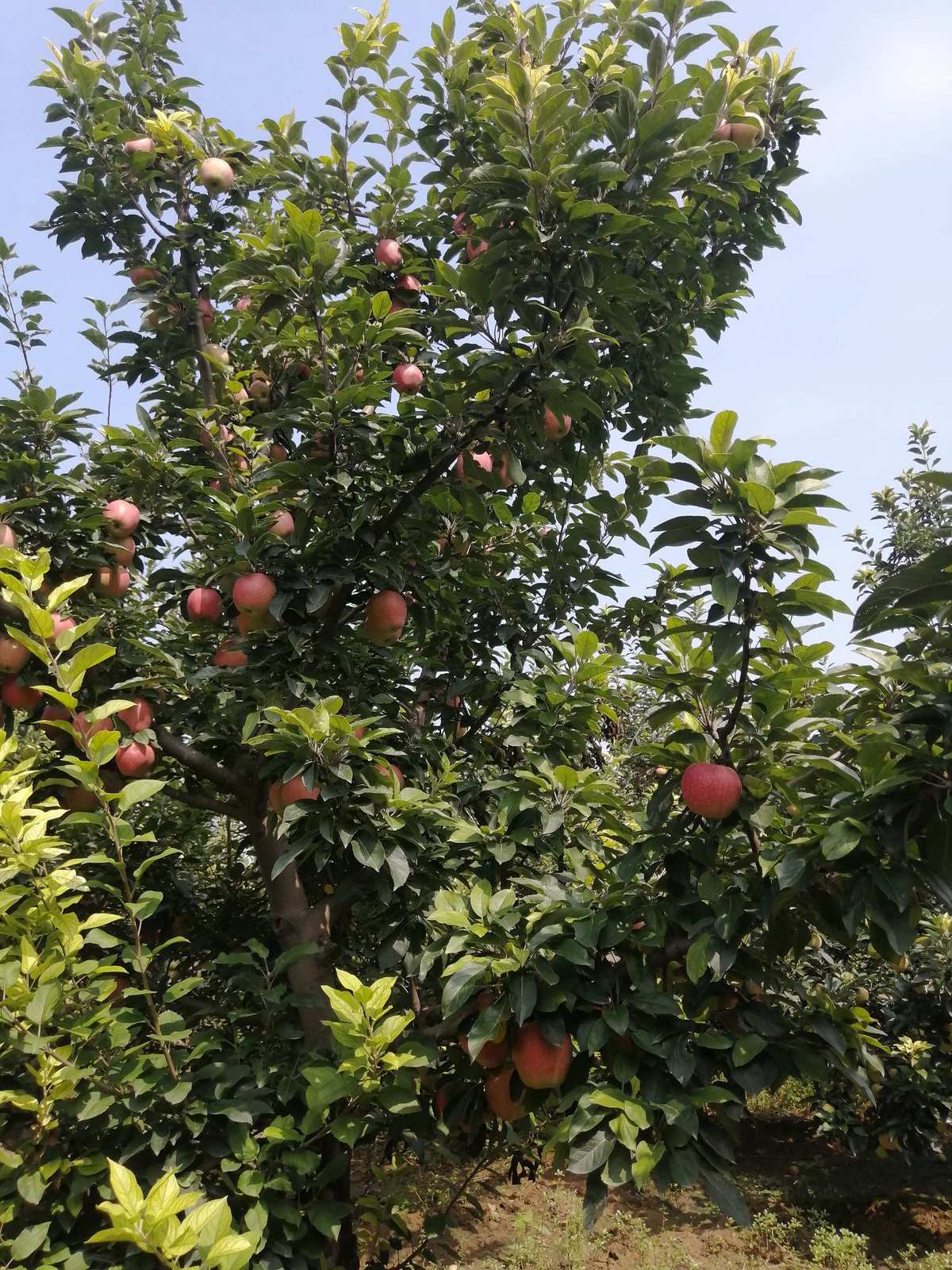 原神苹果树位置_苹果树攻略_原神苹果树哪里多