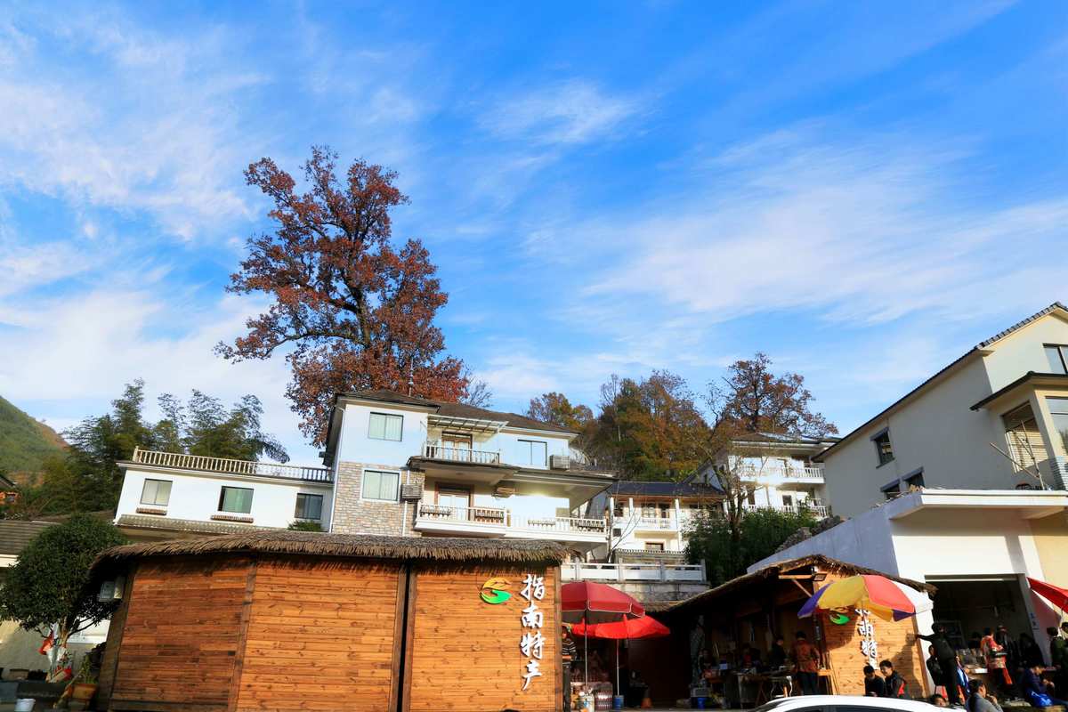 梦境之树，唤醒你的奇幻旅程
