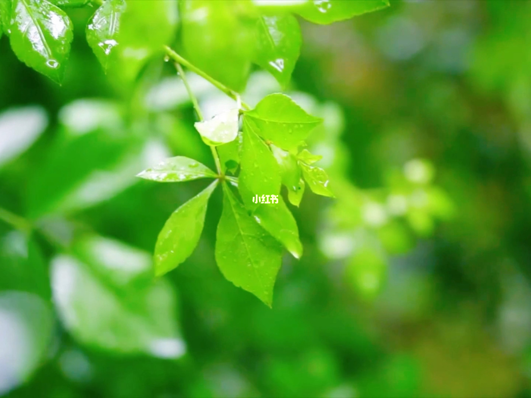 甘雨的把手_甘雨触摸的隐藏玩法_甘雨手机操作