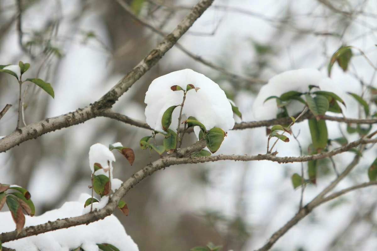 雪下轻卿_轻雪_雪尽马蹄轻上一句是什么