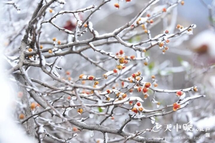 雪下轻卿_轻雪_雪尽马蹄轻上一句是什么