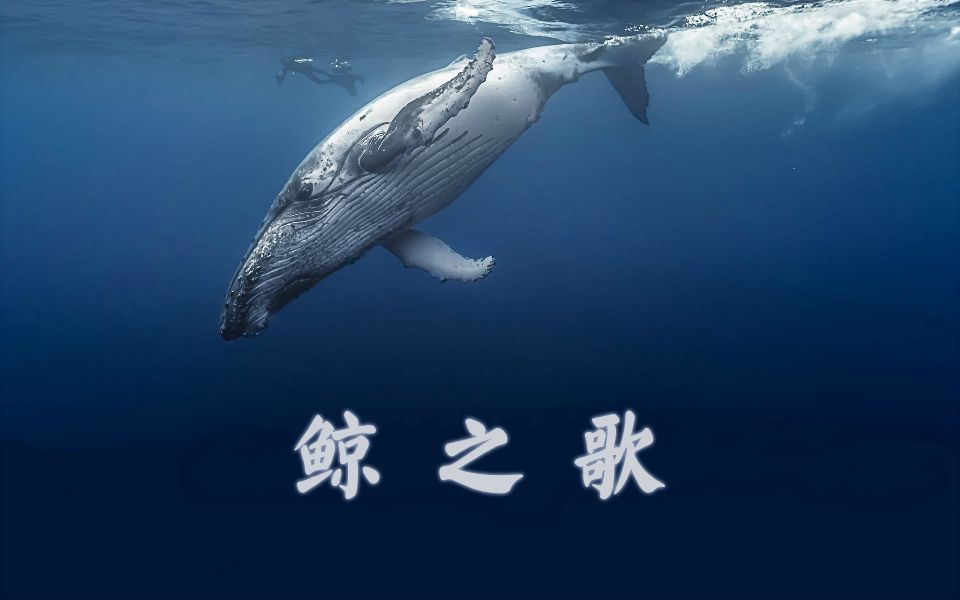 深海歌曲原唱_深海之歌_深海歌曲