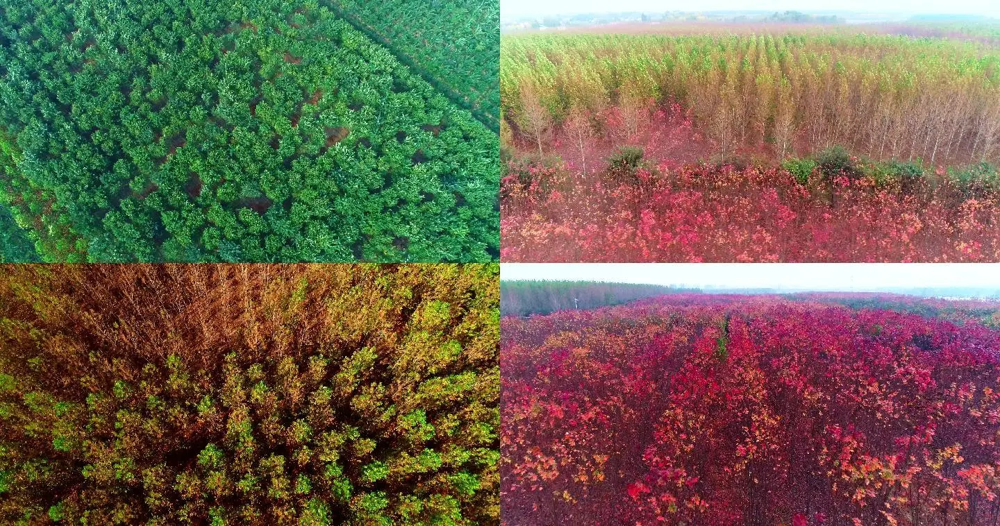 在森林中寻找苗圃取得桓斯弥利底_在森林中寻找苗圃取得桓斯弥利底_在森林中寻找苗圃取得桓斯弥利底