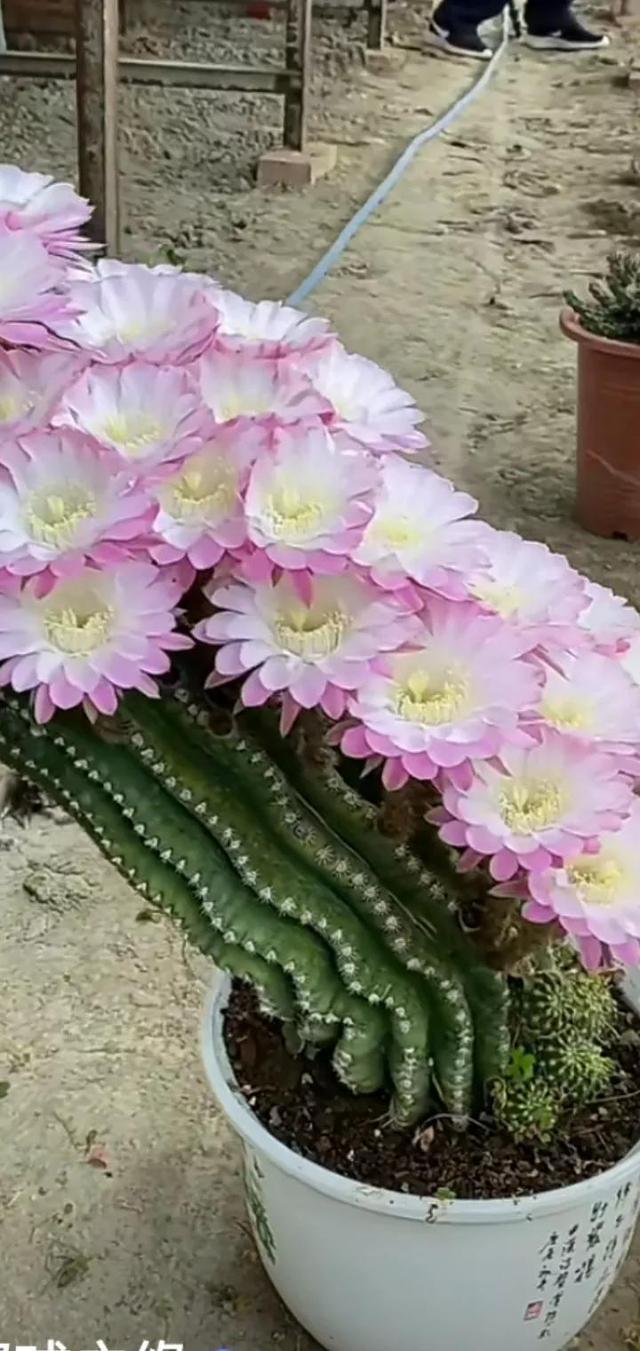 仙人掌之美,下载APP体验独特的耐旱之道 仙人掌之美,下载APP体验独特的耐旱之道