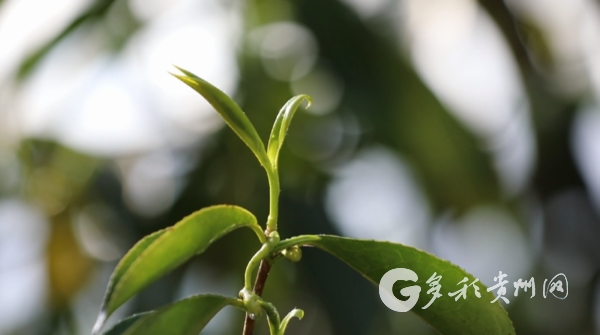 茶杯头图片_fnf茶杯头图片_茶杯头图片大全