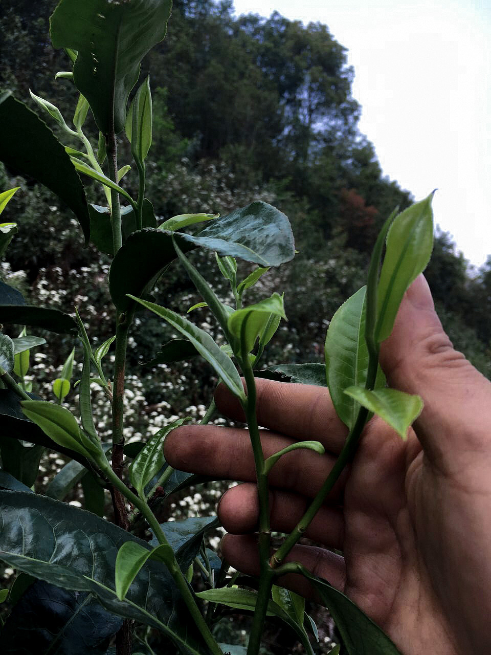 fnf茶杯头图片_茶杯头图片大全_茶杯头图片