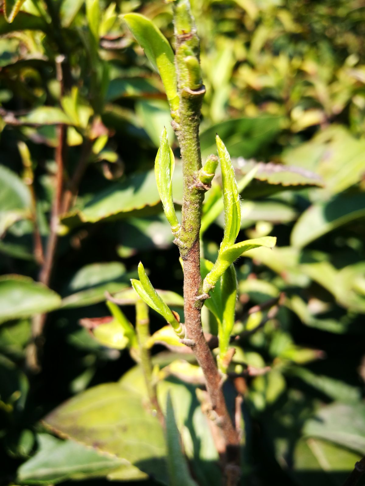 茶杯头图片大全_fnf茶杯头图片_茶杯头图片