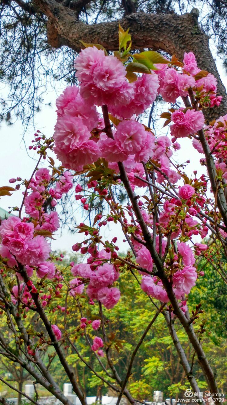 樱花之舞_樱花舞舞蹈视频_樱花舞郭富城