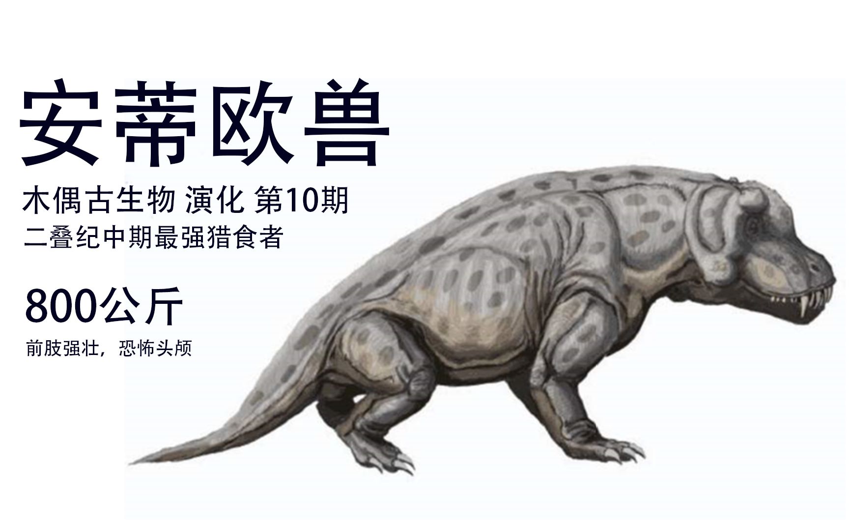 神秘之谜：菊石兽的壳下隐藏着什么？