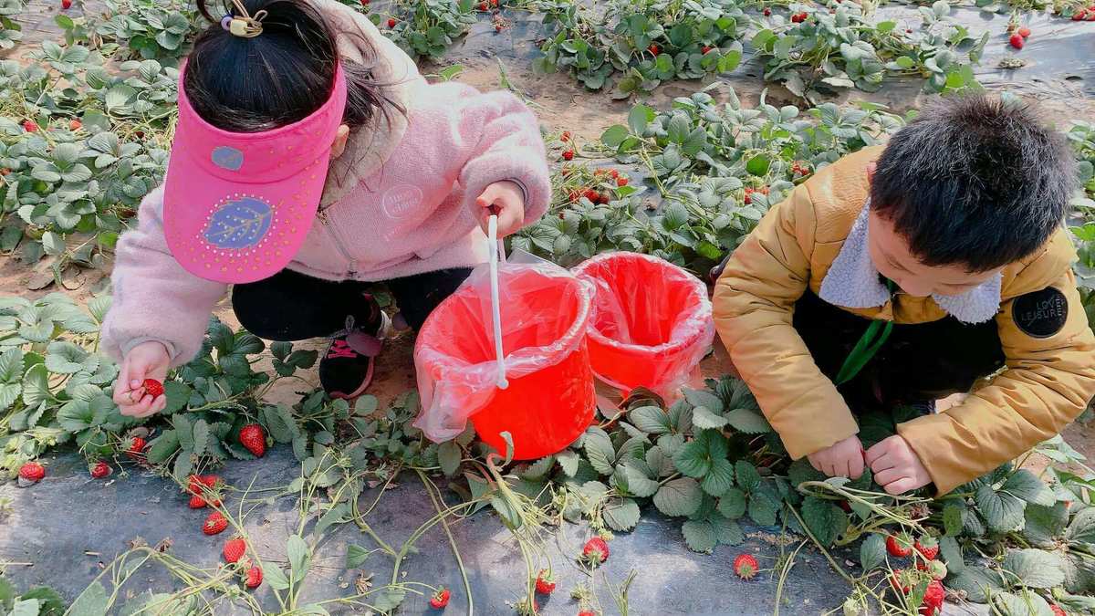 草莓视频app免费下载_草莓视频app免费下载_草莓视频app免费下载