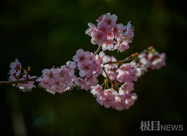 樱花官网_樱花官网官方下载_樱花官网官方进入版