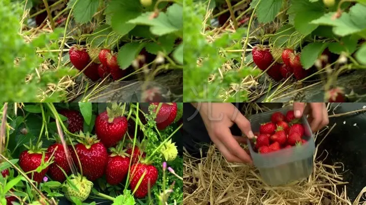 草莓在线100度视频_草莓在线观看视频_在线成视频人观看