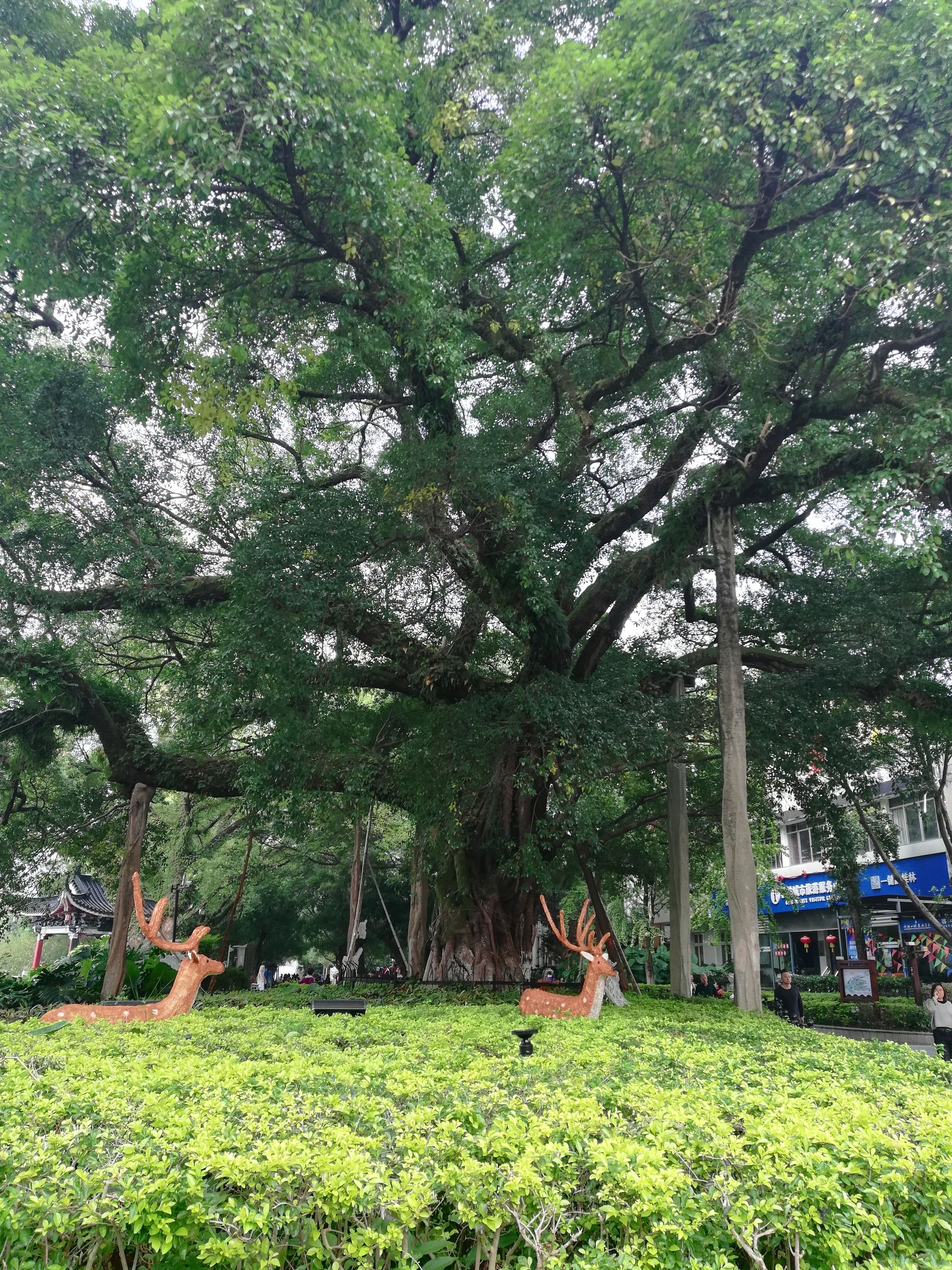 榕古诗词_榕古代意思_古榕