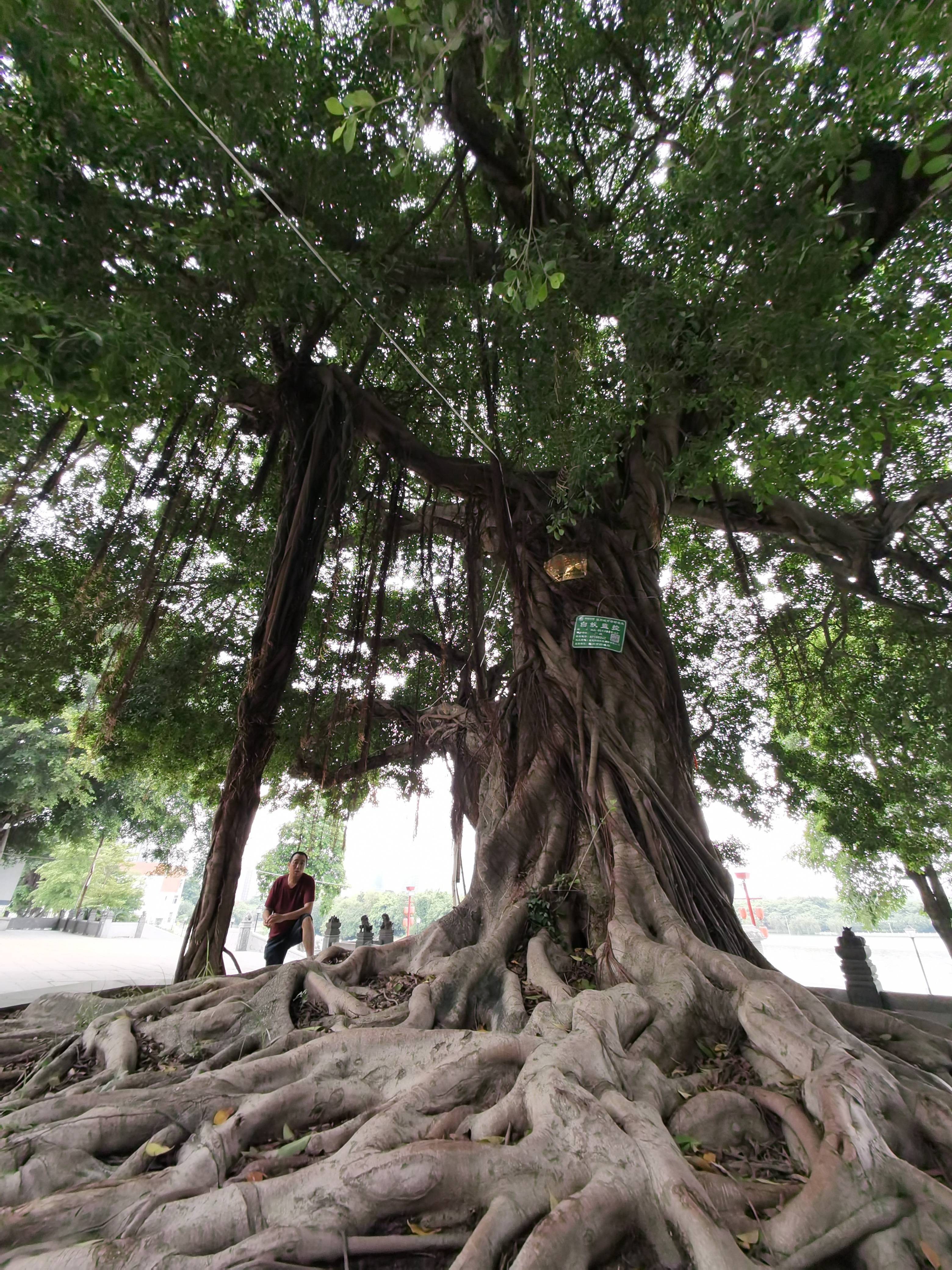 榕古代意思_古榕_榕古诗词
