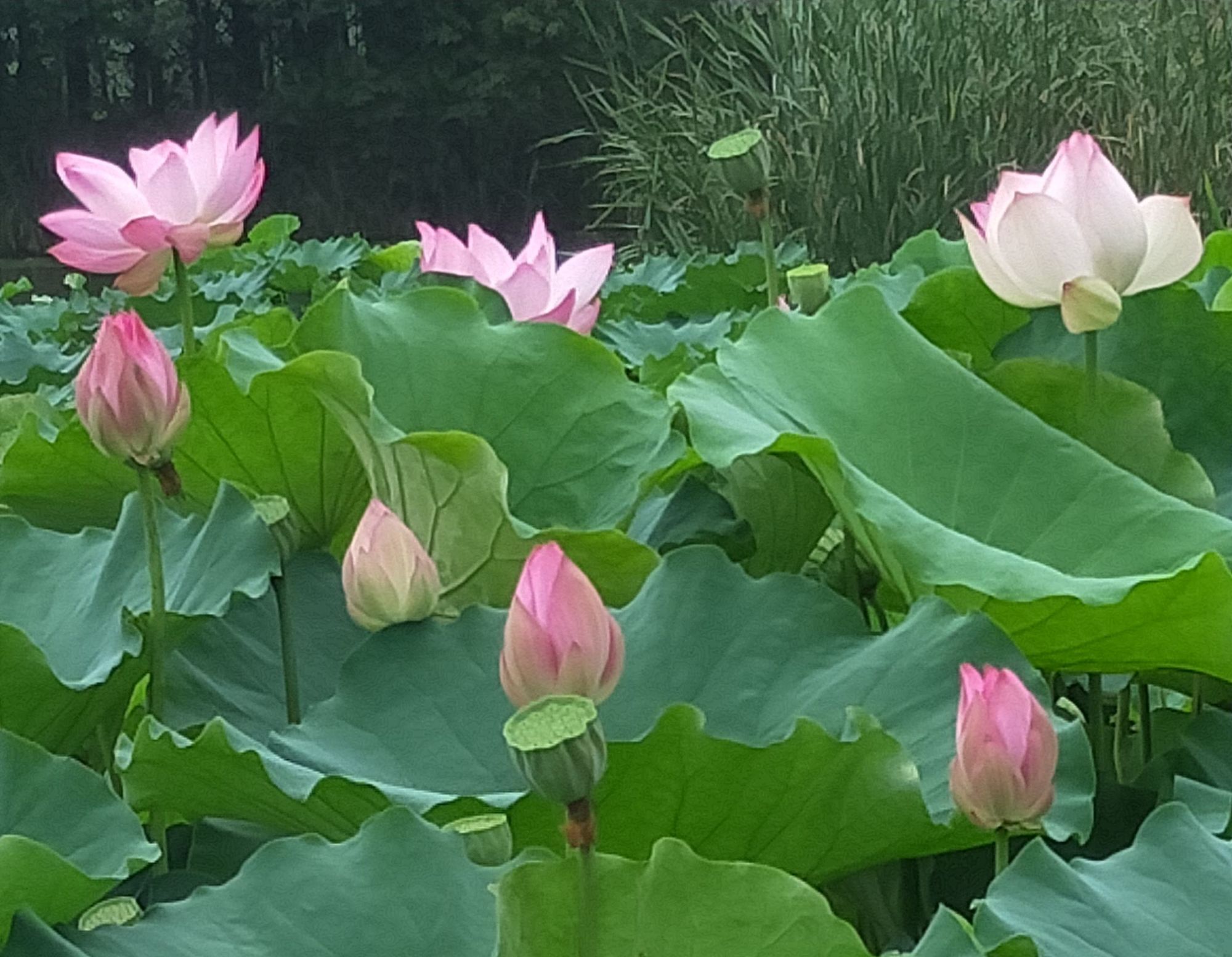 四季仙女喜欢的季节，细雨滋润大地