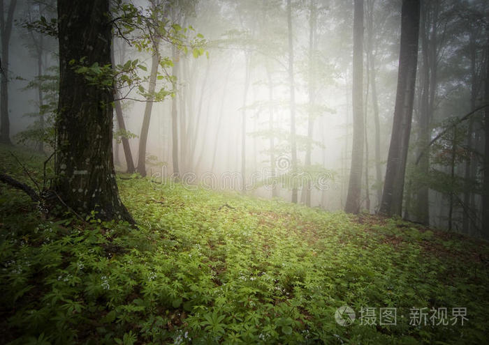 雾绿色_雾绿茶叶_绿雾