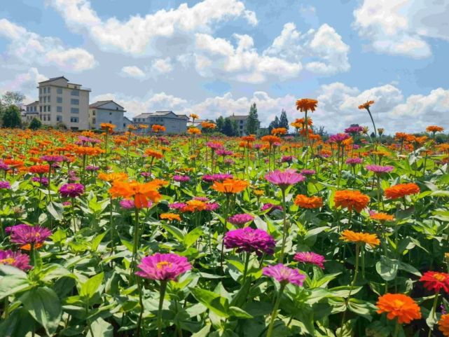 与花妃子们相遇：独特花艺师的奇遇