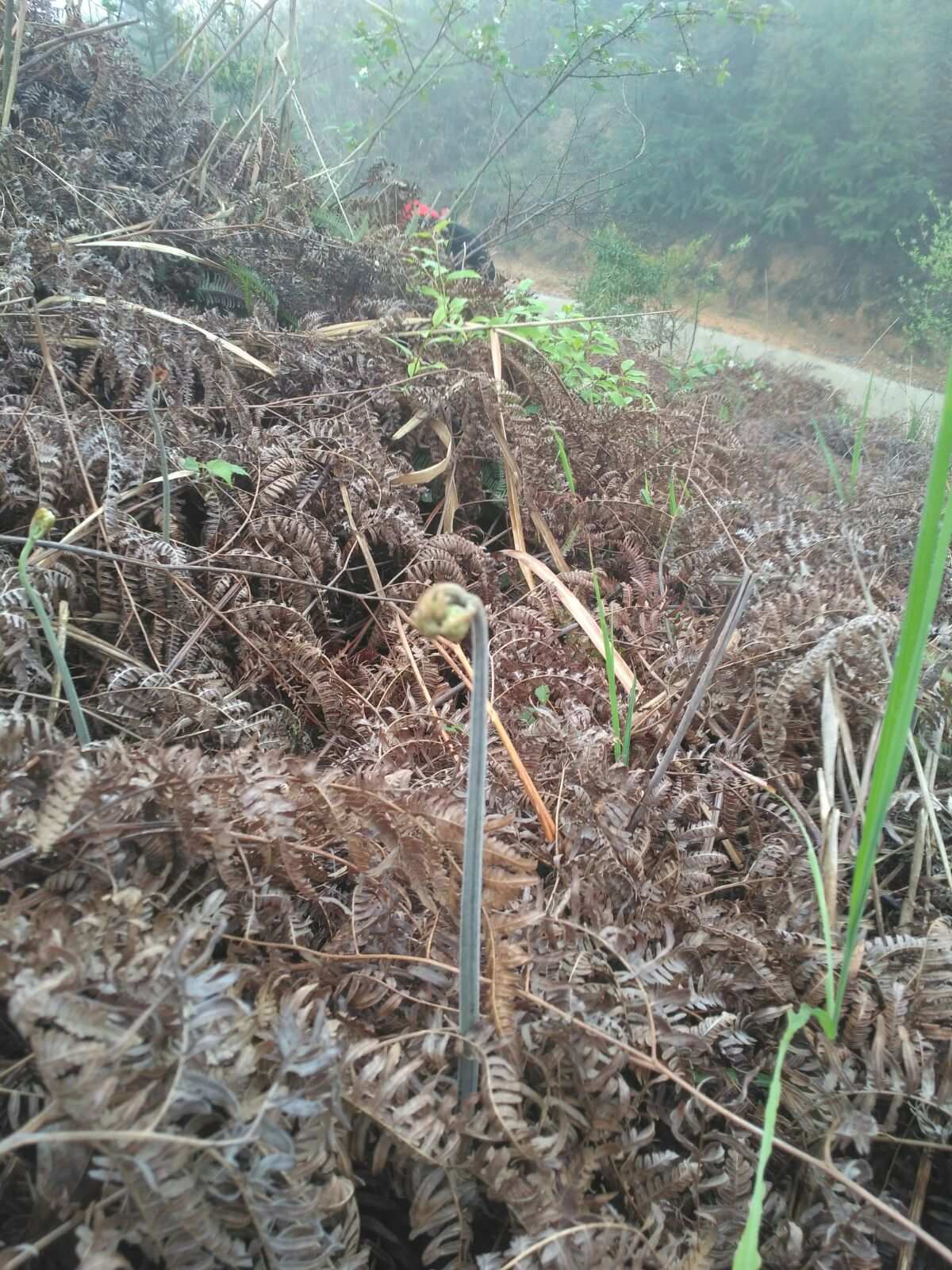 星露谷意式蕨菜烩饭_星露谷蕨菜_星露谷物语蕨类植物