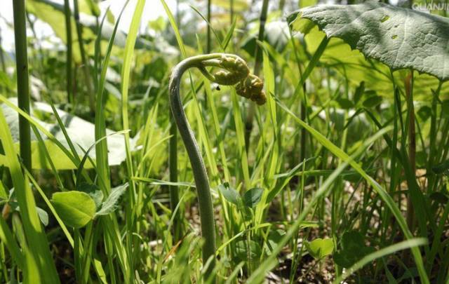 星露谷意式蕨菜烩饭_星露谷物语蕨类植物_星露谷蕨菜