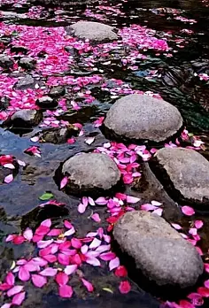 抖音很火的一首带落花的歌_有首抖音歌叫什么落花_抖音落花什么歌